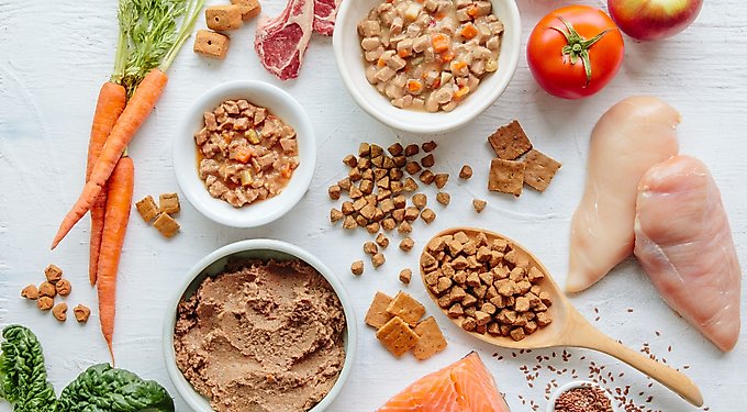 Wellness Grain-Free Complete Health Small Breed Adult Deboned Turkey, Chicken Meal & Salmon Meal Recipe Dry Dog Food