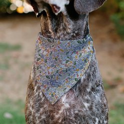 Buckle-Down Disney Winnie the Pooh Smiling Face Foliage Collage Dog Bandana slide 2 of 7