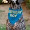 Show in main carousel: Buckle-Down Birthday Boy Text Dog Bandana, Blue slide 4 of 6