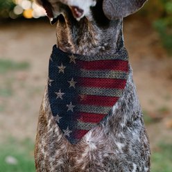 Buckle-Down Vintage US Flag Stretch Dog Bandana slide 2 of 6