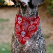 Show in main carousel: Buckle-Down Bandana Skulls Dog Bandana, Red & White slide 4 of 6
