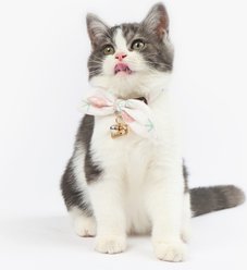 Touchcat Pineapple Polyester Cat Collar with Bow, Pink, Small: 5.9 to 9-in neck, 0.39-in wide
