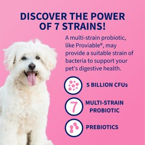 Nutramax Proviable Probiotics Daily Digestive Health Chewable Tablet Supplement for Dogs, 60 count