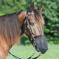 Cashel Quiet Ride Horse Nose Net, Black, Small