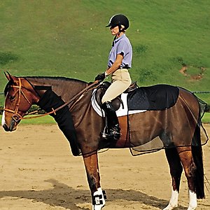 Cashel Quiet Ride Bug Armor Horse Fly Sheet, Black