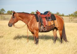 Cashel Quiet Ride Belly Guard Horse Fly Sheet, Black, Medium slide 2 of 2