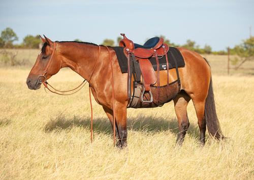 Show full view: Cashel Quiet Ride Belly Guard Horse Fly Sheet, Black, Medium slide 2 of 2