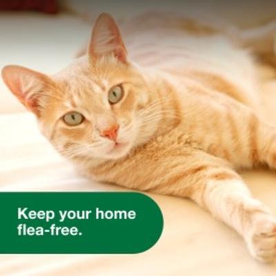 Show full view: Flea Prevention Kit - Dogs (4-22 lbs) Advantus Soft Chews + Advantage Spot & Crevice Spray slide 8 of 9