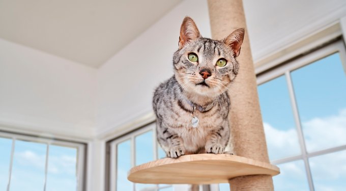 Purina ONE +Plus Indoor Advantage with Real Turkey Weight-Control & Hairball Adult Dry Cat Food