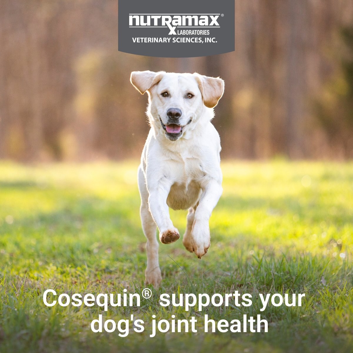 Nutramax Cosequin Joint Health Supplement with Glucosamine, Chondroitin, MSM & Omega-3's Soft Chews for Dogs