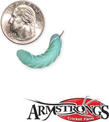 Armstrong's Cricket Farm Hornworms, 12 count