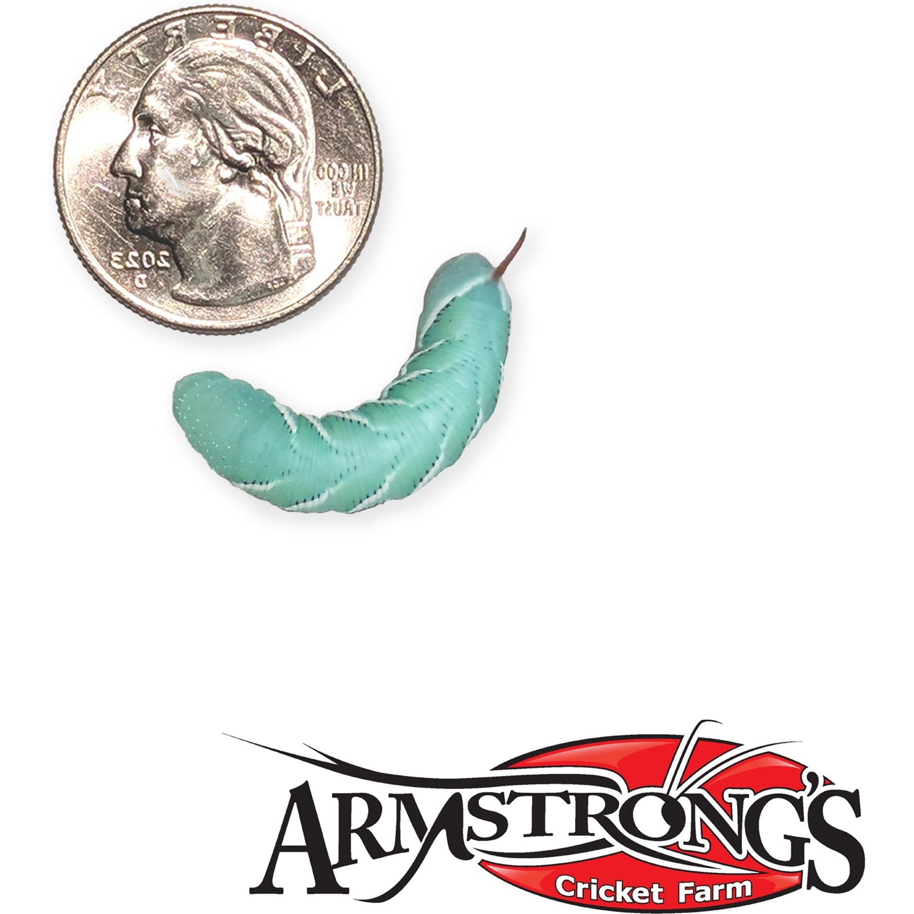 Armstrong's Cricket Farm Hornworm Reptile Food, 25 count
