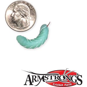 Armstrong's Cricket Farm Hornworms Reptile Food, 50 count