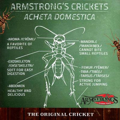 Show full view: Armstrong's Cricket Farm Superworms Reptile Food, 100 count slide 4 of 6