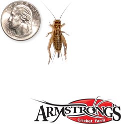 Armstrong's Cricket Farm Crickets, Large, 1000 count