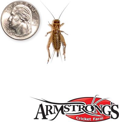 Show full view: Armstrong's Cricket Farm 2 Week Old Crickets Pre Cup, 24 count slide 2 of 6
