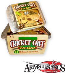 Armstrong's Cricket Farm 2/3 Grown Crickets Pre Cup, 24 count