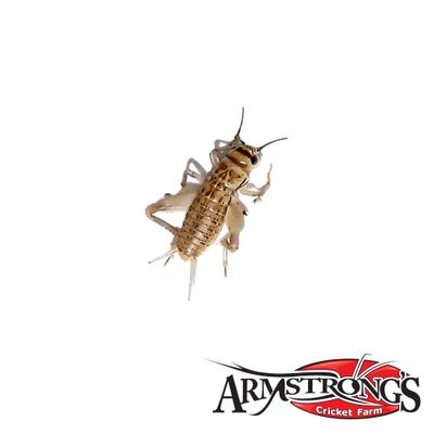 Show full view: Armstrong's Cricket Farm Crickets, Small, 100 count slide 2 of 6