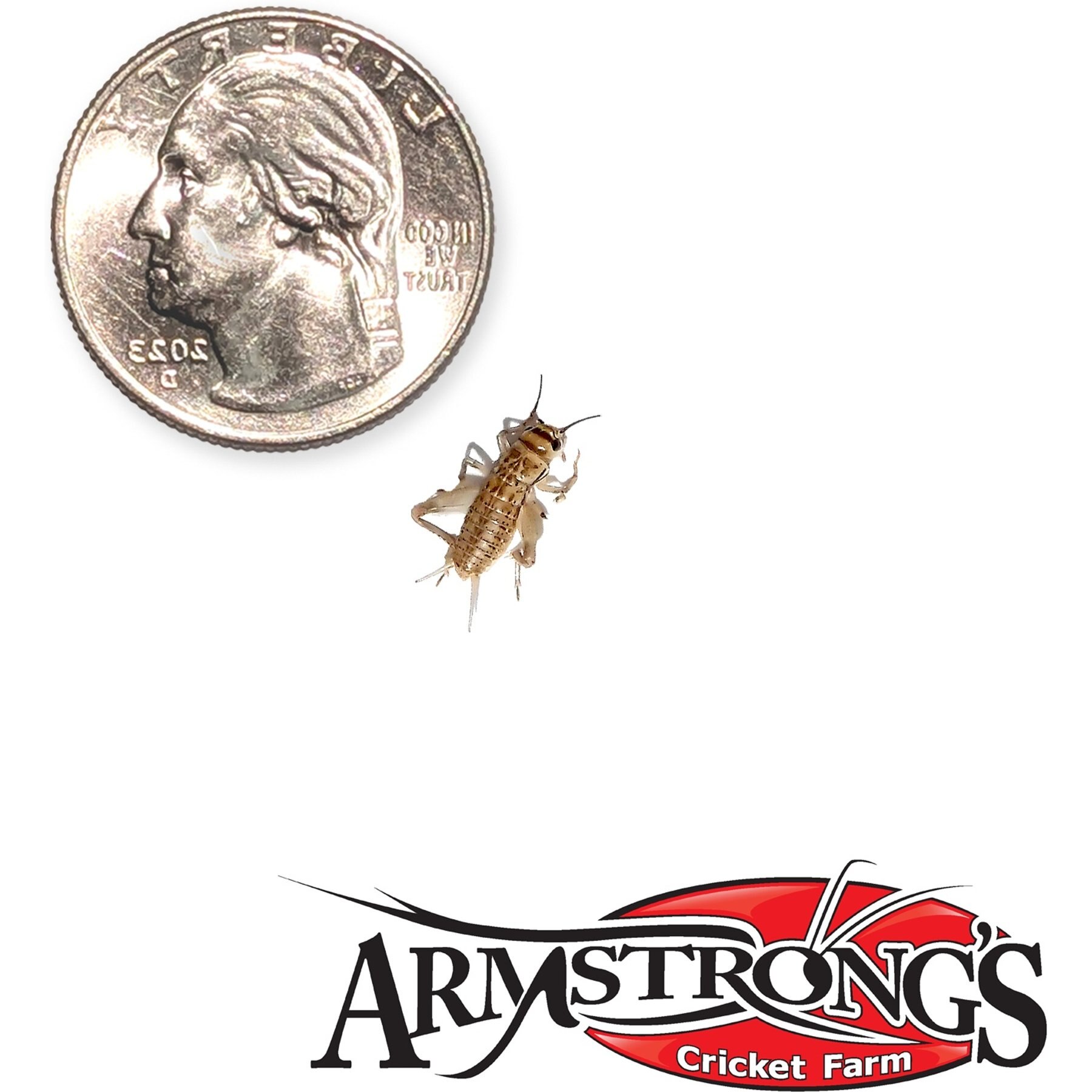 Armstrong's Cricket Farm Crickets, Small, 1000 count