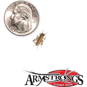 Armstrong's Cricket Farm Crickets, Small, 100 count