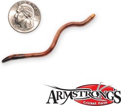 Armstrong's Cricket Farm Big Red Worms, 30 count