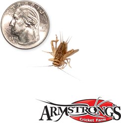 Armstrong's Cricket Farm Crickets, Medium, 1000 count