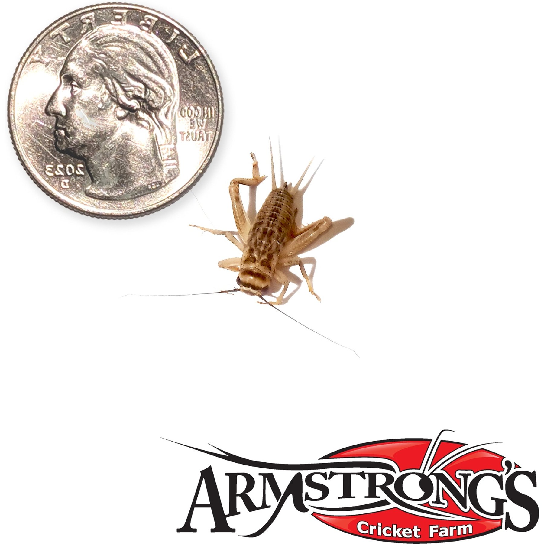 Armstrong's Cricket Farm Crickets, Medium, 500 count