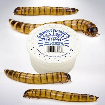 Show full view: Armstrong's Cricket Farm Superworms, 50 count slide 3 of 7