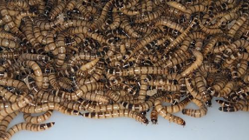 Show full view: Armstrong's Cricket Farm Superworms, 50 count slide 4 of 7