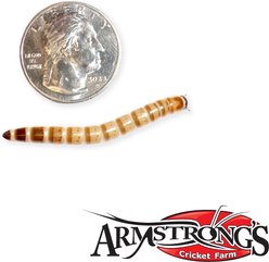 Armstrong's Cricket Farm Superworms, 50 count