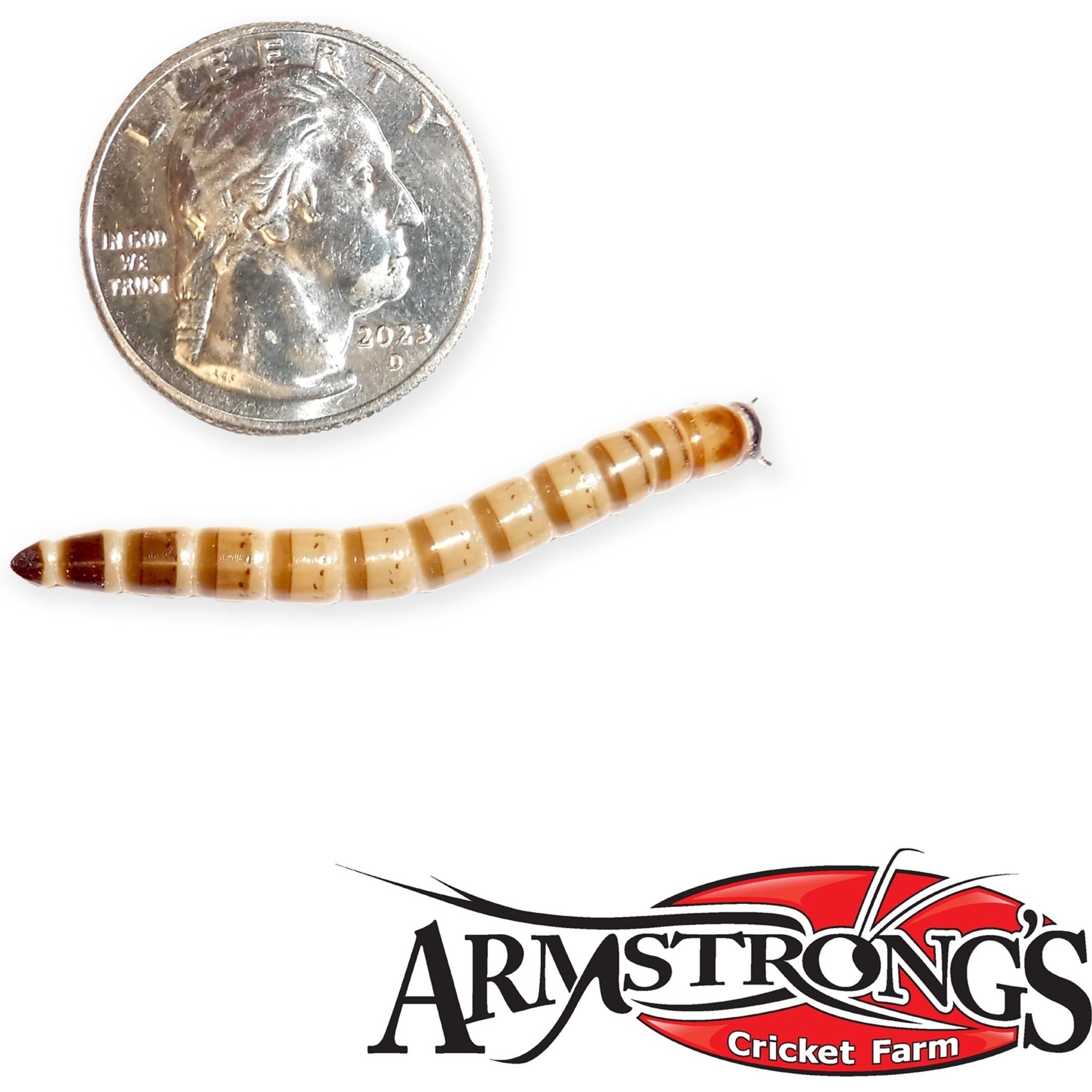 Armstrong's Cricket Farm Superworms Reptile Food, 100 count