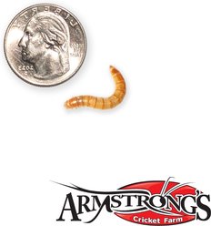 Armstrong's Cricket Farm Mealworms Reptile Food, 1000 count