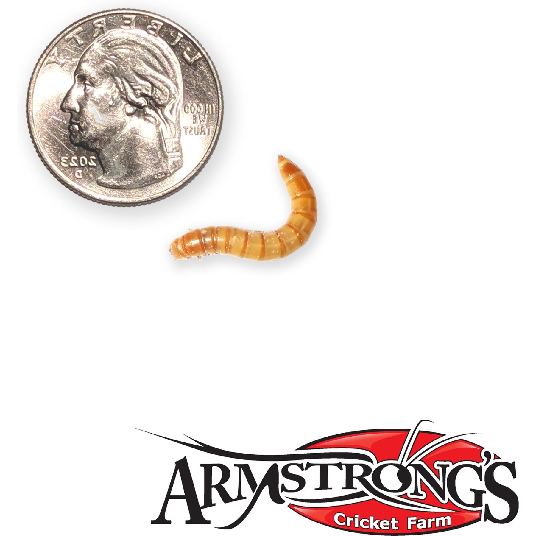 Armstrong's Cricket Farm Mealworms, 50 count