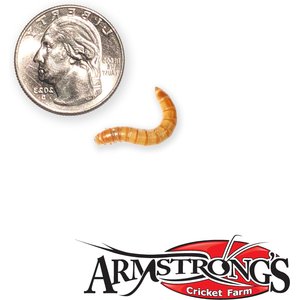 Armstrong's Cricket Farm Mealworms, 500 count