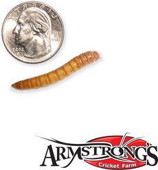 Armstrong's Cricket Farm Giant Mealworms, 100 count