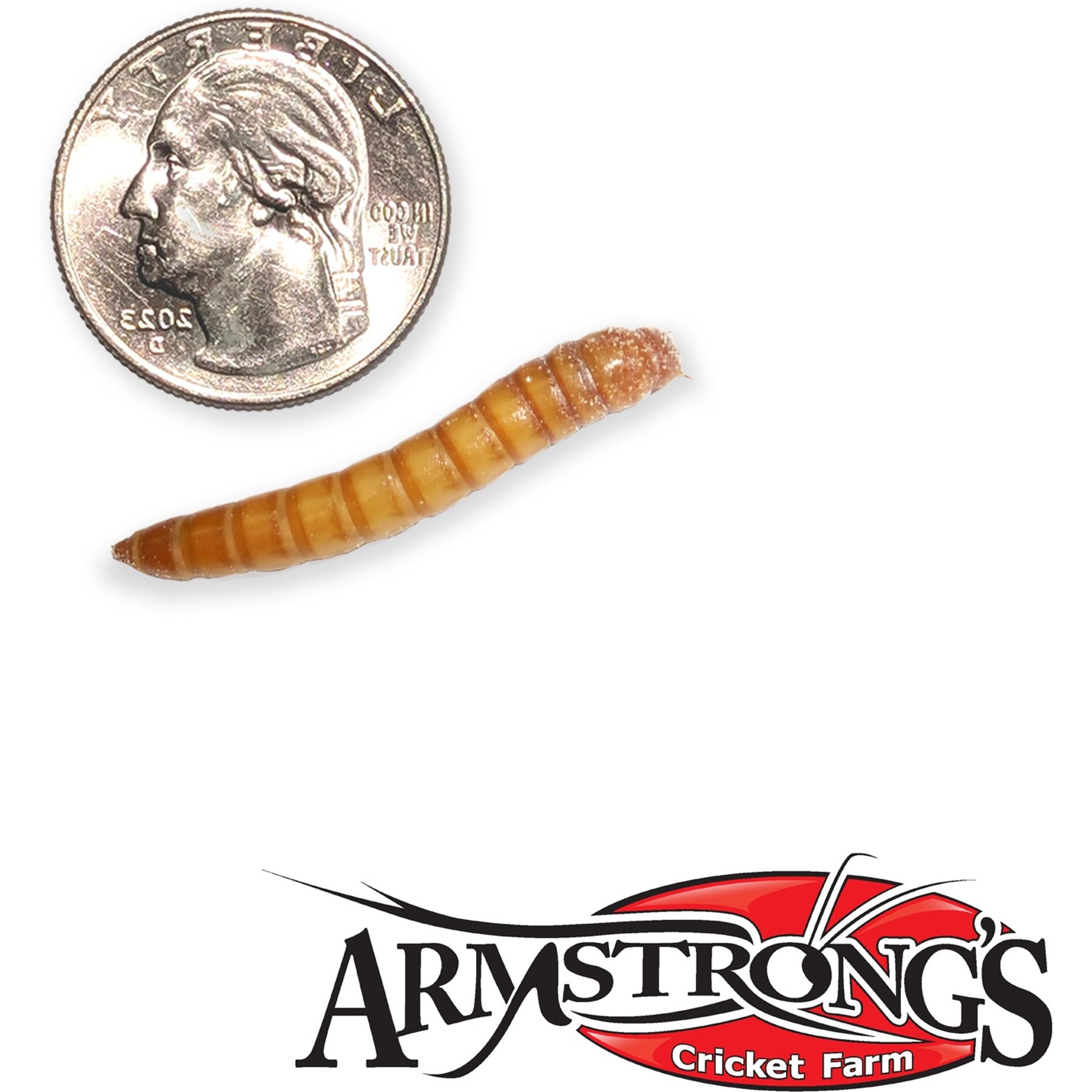 Armstrong's Cricket Farm Giant Mealworms Reptile Food, 100 count