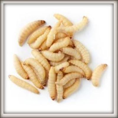 Show full view: Armstrong's Cricket Farm Waxworms, 50 count slide 3 of 8