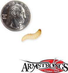 Armstrong's Cricket Farm Waxworms, 50 count