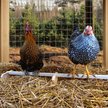 Show in main carousel: Backyard Barnyard Extra Large Chicken Bird Perch slide 7 of 9