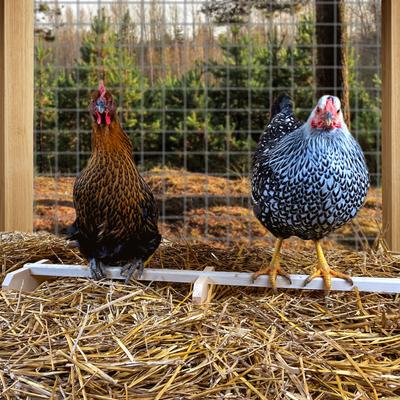 Show full view: Backyard Barnyard Extra Large Chicken Bird Perch slide 7 of 9