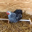 Show in main carousel: Backyard Barnyard Extra Large Chicken Bird Perch slide 6 of 9