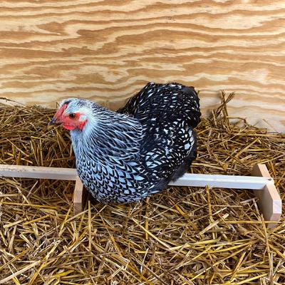 Show full view: Backyard Barnyard Extra Large Chicken Bird Perch slide 6 of 9