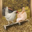 Show in main carousel: Backyard Barnyard Extra Large Chicken Bird Perch slide 5 of 9