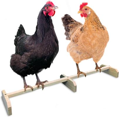 Show full view: Backyard Barnyard Extra Large Chicken Bird Perch slide 3 of 9