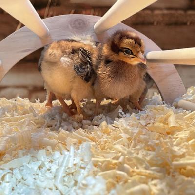 Show full view: Backyard Barnyard Nesting Chick Perch, 4 count slide 7 of 9