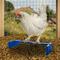 Show in main carousel: Backyard Barnyard Chicken Perch, Blue slide 5 of 8