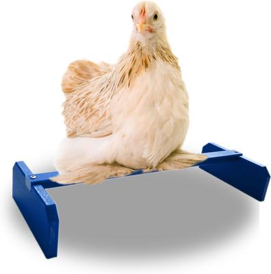 Show full view: Backyard Barnyard Chicken Perch, Blue slide 2 of 8