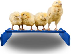 Backyard Barnyard Chicken Perch, Blue