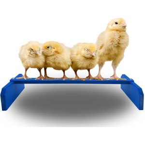 Backyard Barnyard Chicken Perch, Blue
