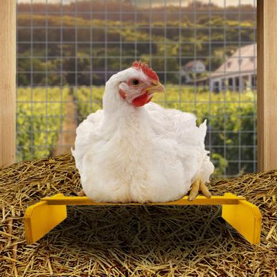 Show full view: Backyard Barnyard Chicken Perch, Yellow slide 5 of 9